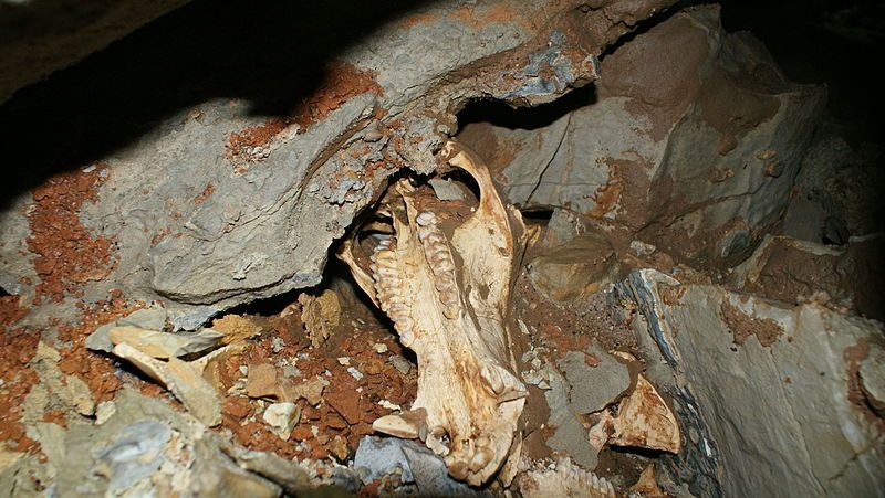 File:3peccaryuperjaw??.jpg