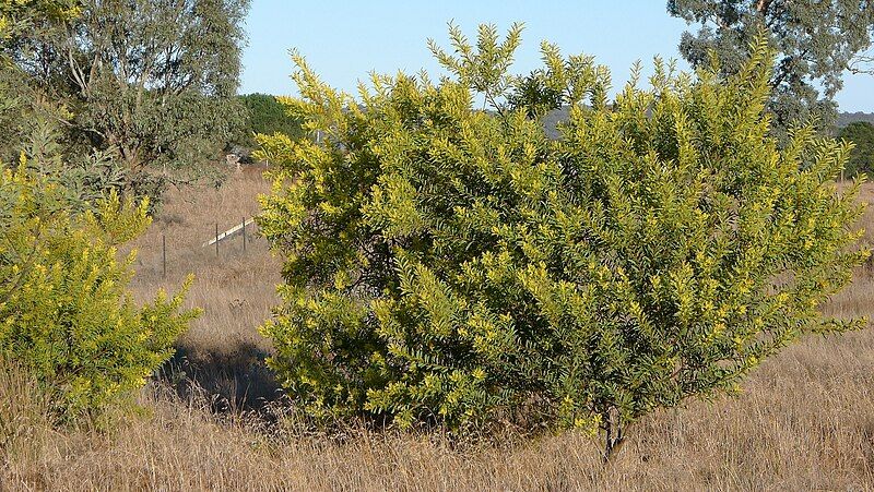 File:Acacia rubida (9570398456).jpg