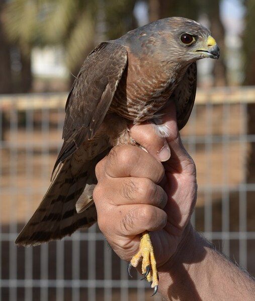 File:Accipiter brevipes 1.jpg