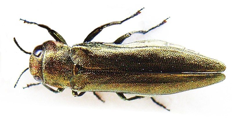 File:Agrilus viridis bl.JPG