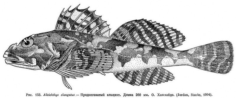 File:Alcichthys elongatus.jpg