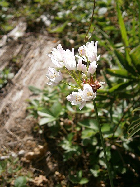 File:Allium roseum RHu.JPG