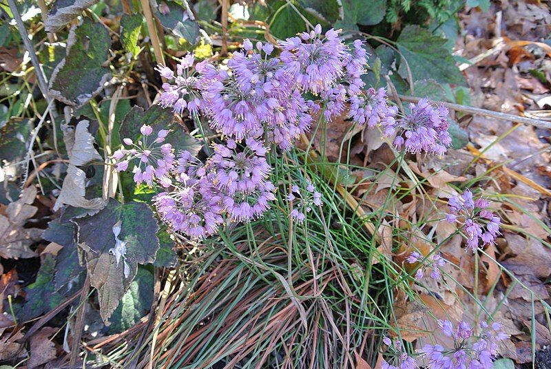 File:Allium thunbergii 'Ozawa'.jpg