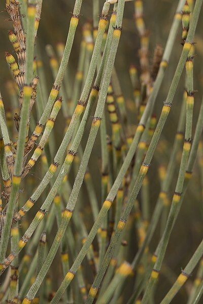 File:Allocasuarina acutivalvis branchlets.jpg