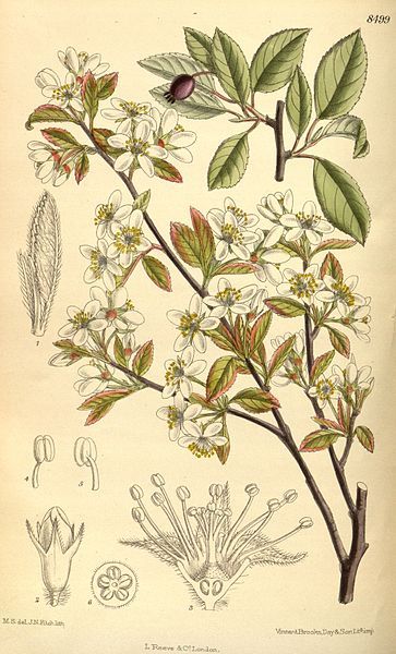 File:Amelanchier oligocarpa 139-8499.jpg