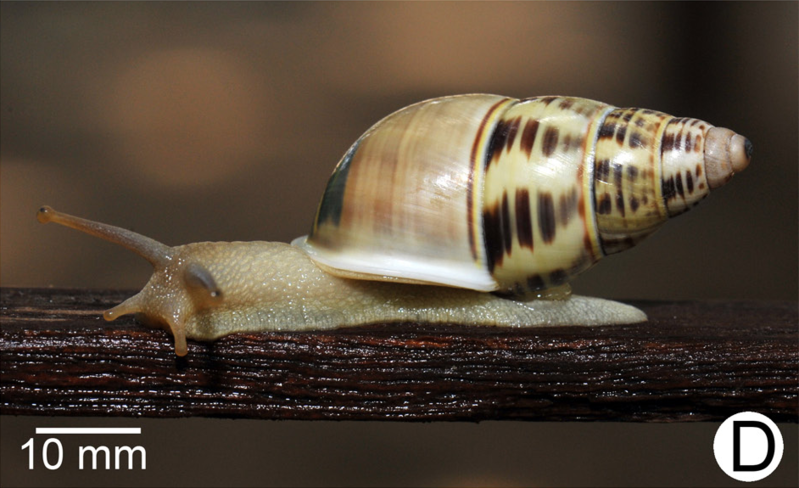 File:Amphidromus xiengensis 2.png