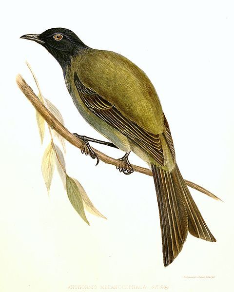 File:Anthornis.melanocephalus.jpg