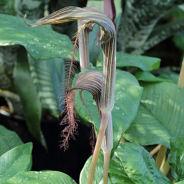 File:Arisaema fimbriatum-IMG 0273.jpg