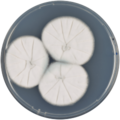 Aspergillus lentulus growing on CYA plate