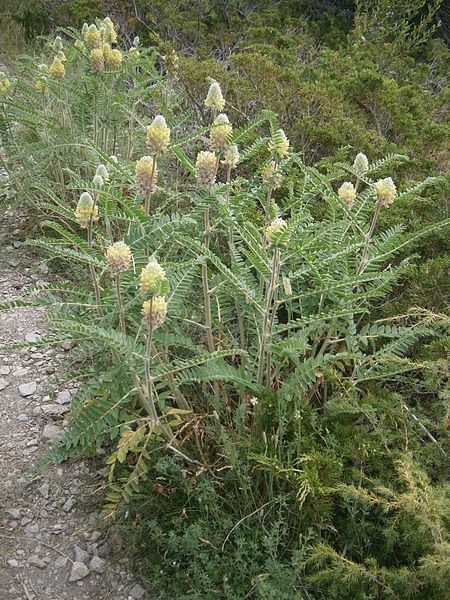 File:Astragalus centralpinus 001.JPG