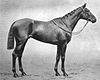 1914 St Leger winner Black Jester