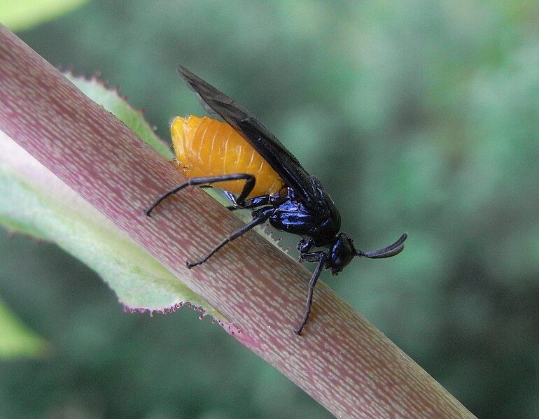 File:Blauschwarze Rosenbürstenhornblattwespe.jpg