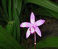 Bletilla striata