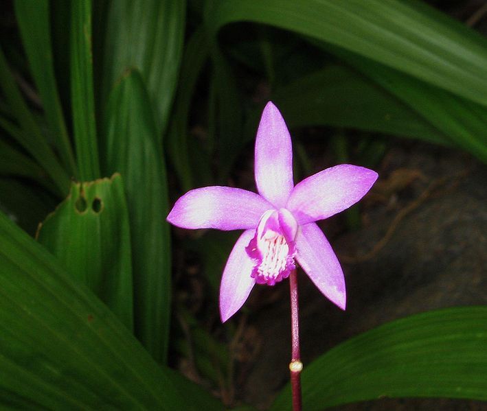 File:Bletilla striata flower.jpg