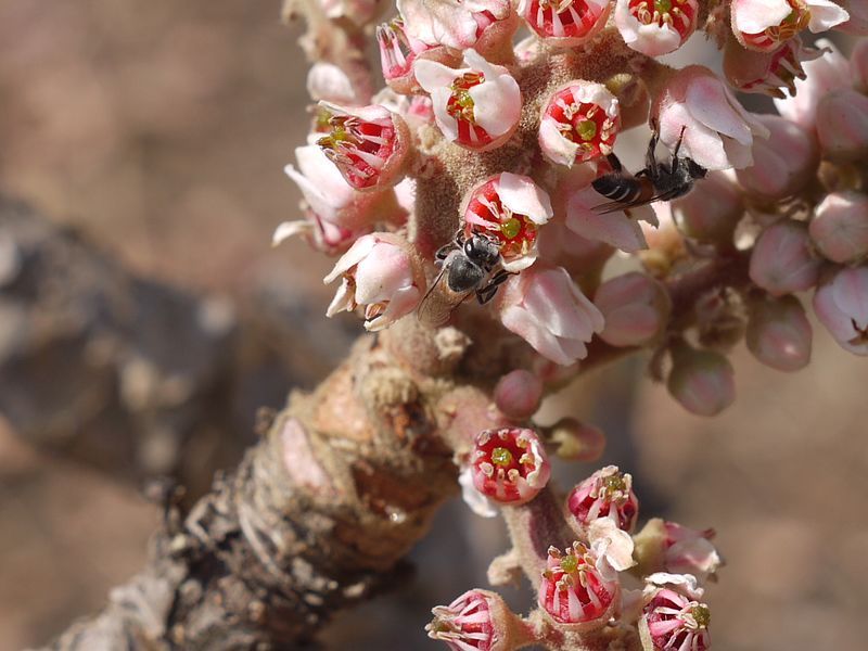 File:Boswellia serrata (4399783209).jpg