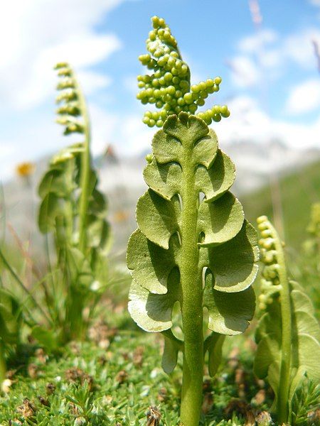 File:Botrychium lunaria (Vanoise).JPG