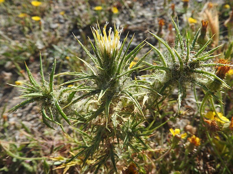 File:Carthamus creticus 130545541.jpg