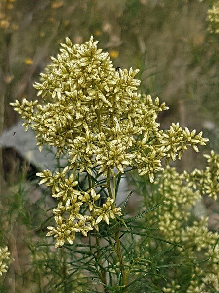 File:Cassinia quinquefaria.jpg