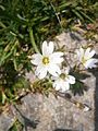 Cerastium cerastoides