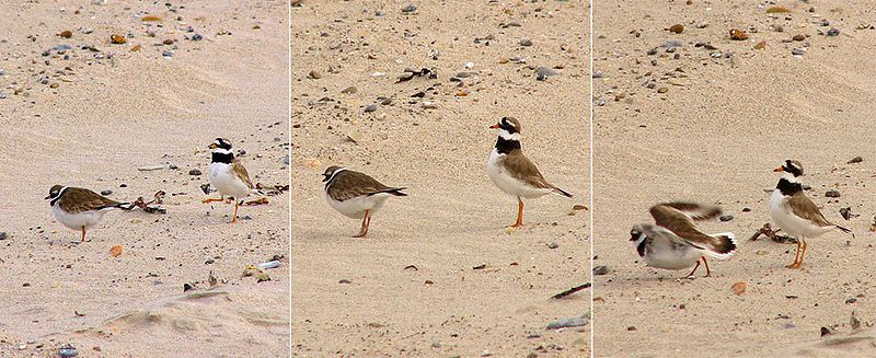 File:Charadrius hiaticula mating.jpg