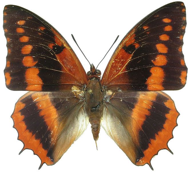 File:Charaxes cynthia male.jpg