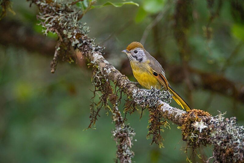 File:Chestnut-tailed-Minla.jpg