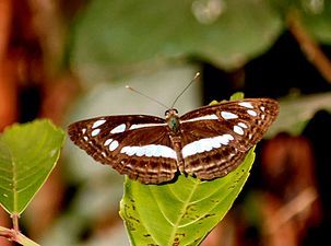 Dorsal view