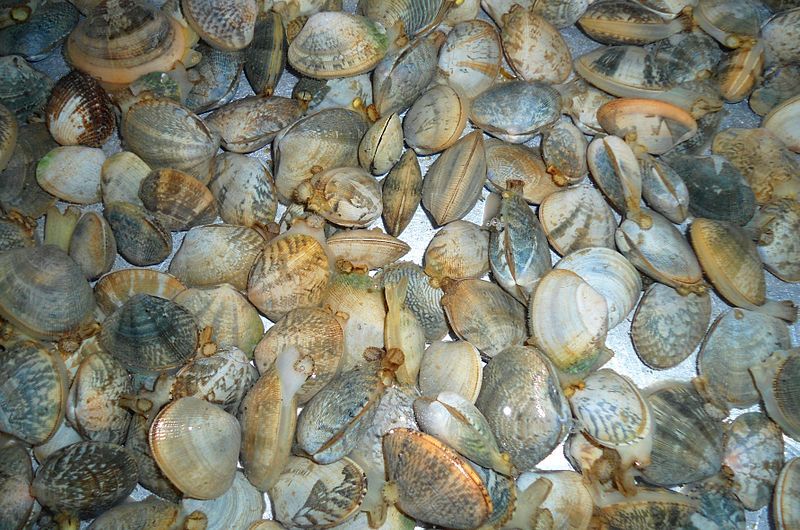 File:Chinese mollusk 005.jpg