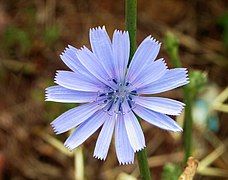 Chicory