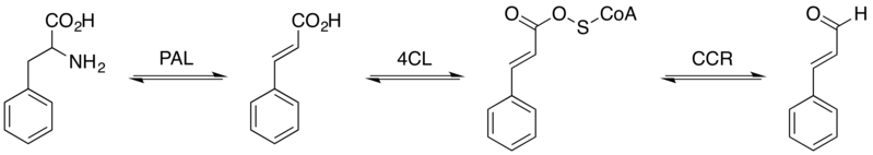 File:Cinnamaldehyde biosynthesis pathway.png