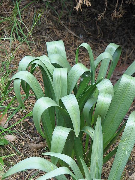 File:Colchicum bulbocodium leaves3.jpg