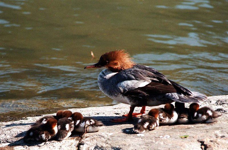 File:Common merganser small.jpg