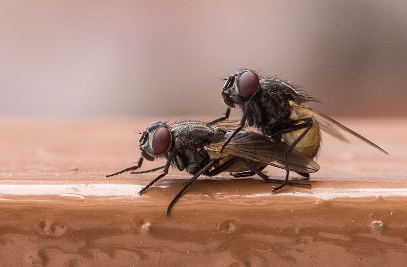 File:Copulating flies.jpg