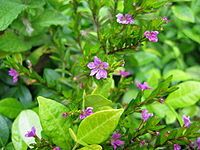 Cuphea flowers in by backyard!