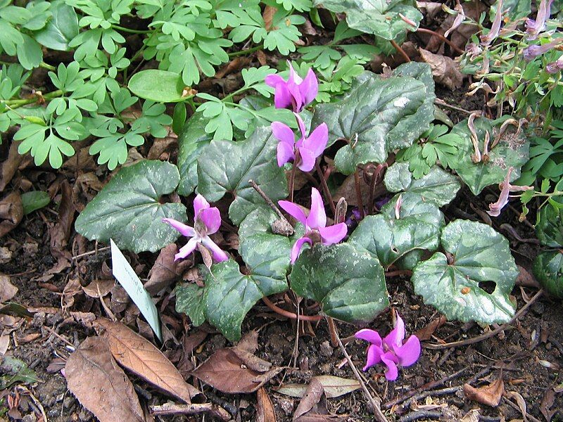 File:Cyclamen pseudibericum02.jpg