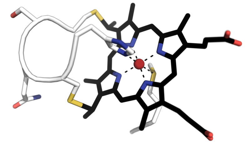 File:Cytochrome-c-CXXCH-heme-binding-pdb-3ZCF.png