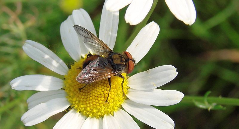 File:DSC03520Phasia aurigera.jpg