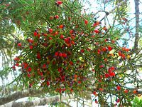 Fleshy cones of Kahikatea.