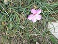 Dianthus sylvestris flower