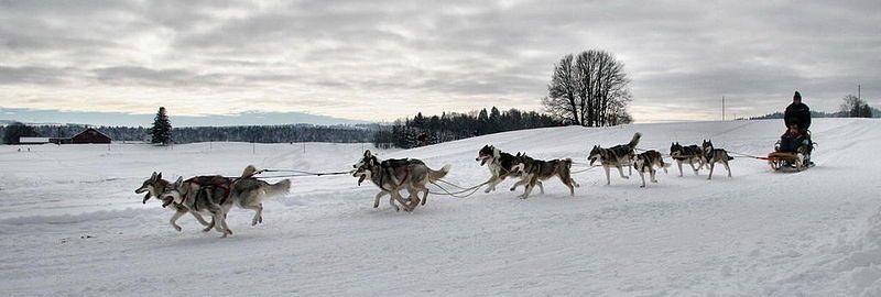 File:DogSledRace.jpg