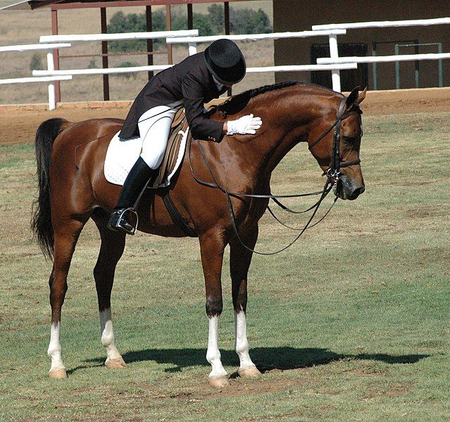 File:Dressage Arabian (2938612678).jpg