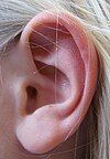 Human ear