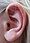 Ear