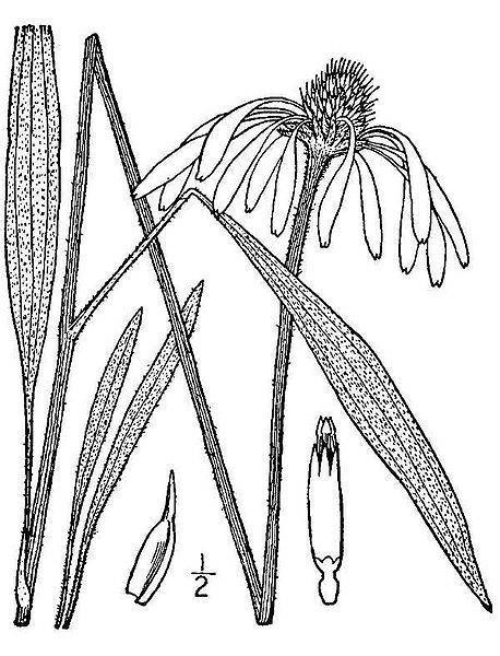 File:Echinacea.pallida02.jpg