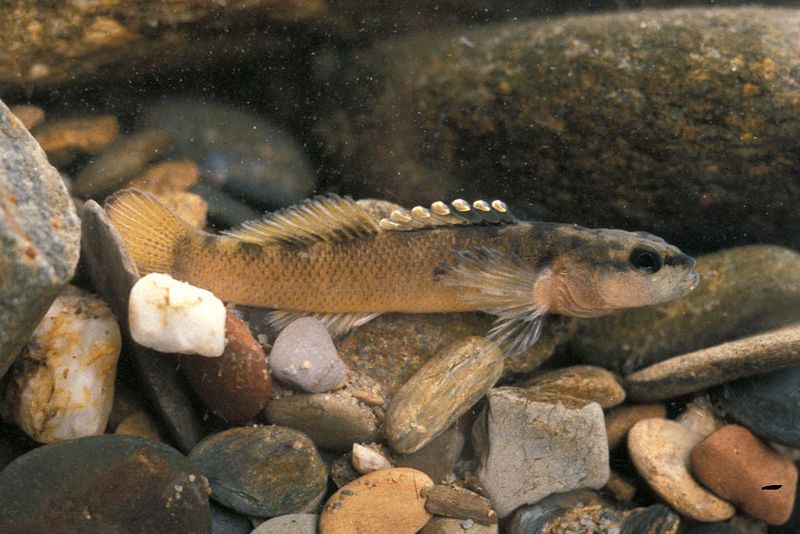 File:Etheostoma percnurum.jpg