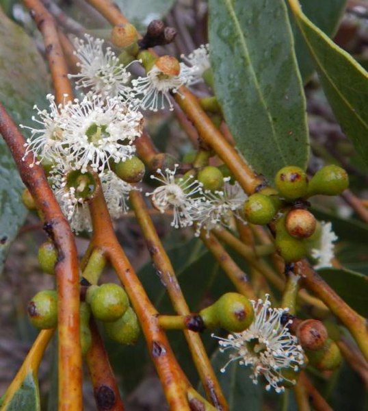 File:Eucalyptus arenacea flowers.jpg