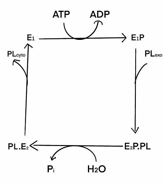 File:Flippase mechanism.jpg