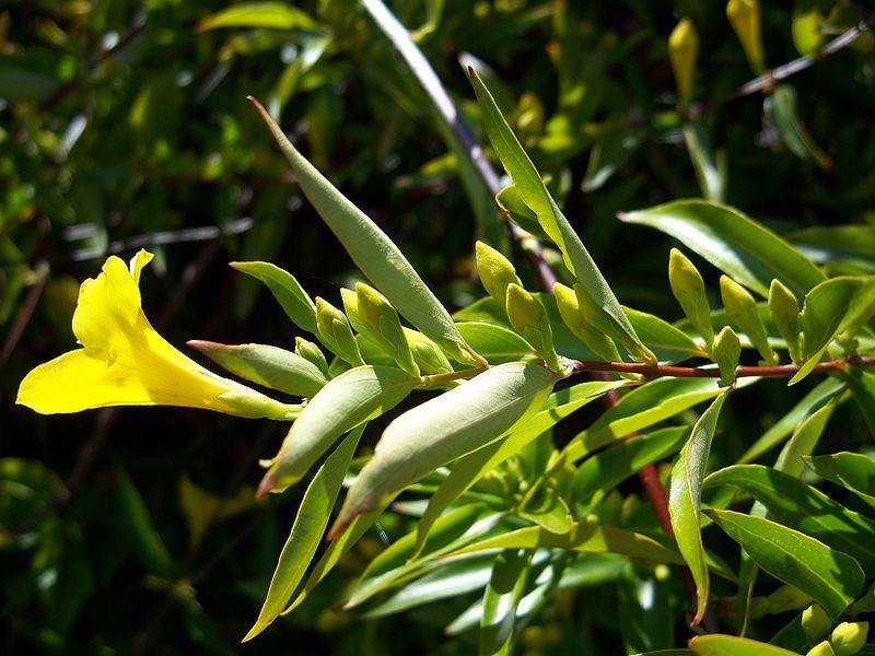 File:Gelsemium sempervirens6.jpg