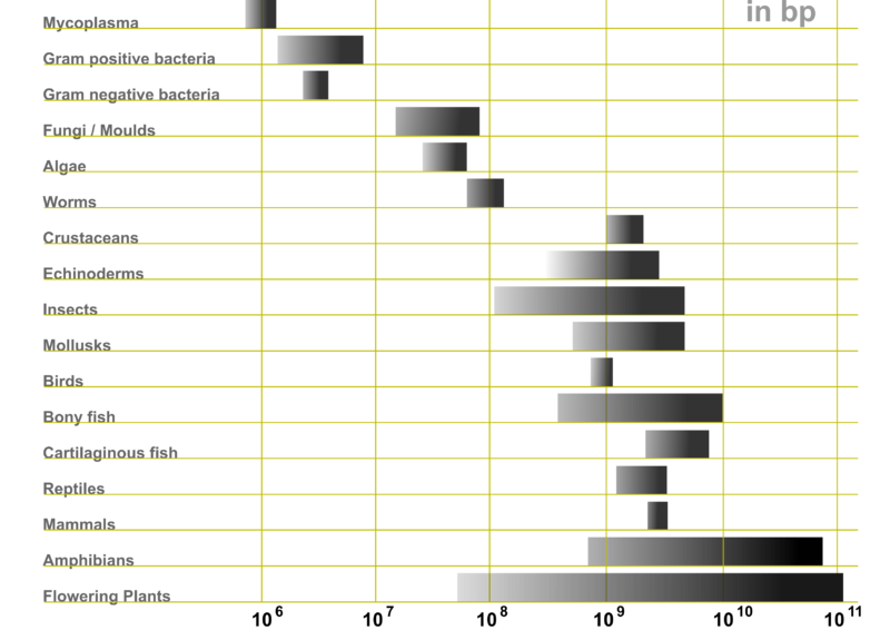 File:Genome Sizes.png