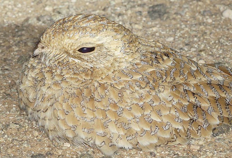 File:Golden Nightjar.jpg